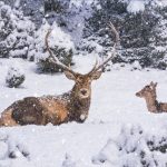 Winter landscape – view of the a pair of red deer (Cervus elaphus) in the winter mountain forest